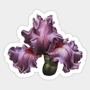 Pink iris Sticker